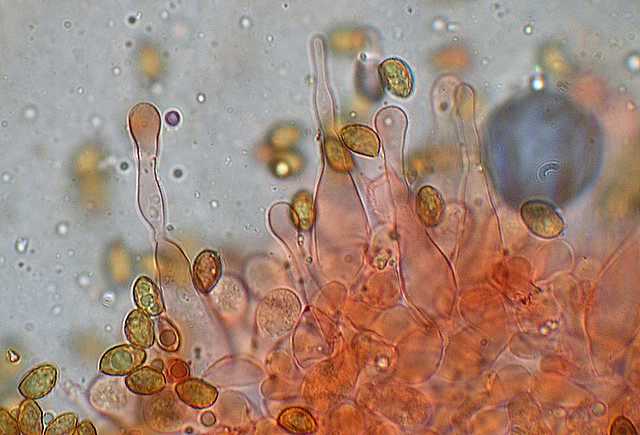 Galerina spec. Cod.DSCN 9149